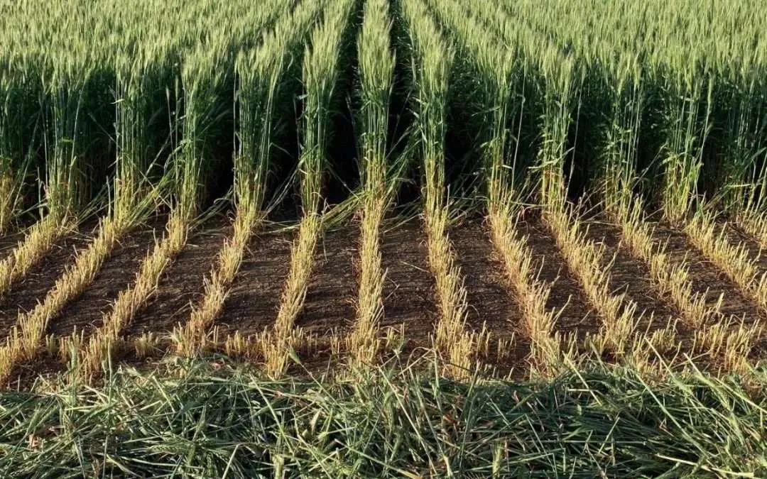 Hay Report – 19 September 2025